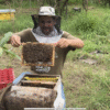 honey gathring1 Honey