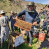 honey gathring2 Honey