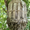 honey gathring4 Honey